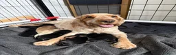 Cocker Spaniel dogs for sale: Show Cocker Spaniel Puppies in Bedford - Advert 1