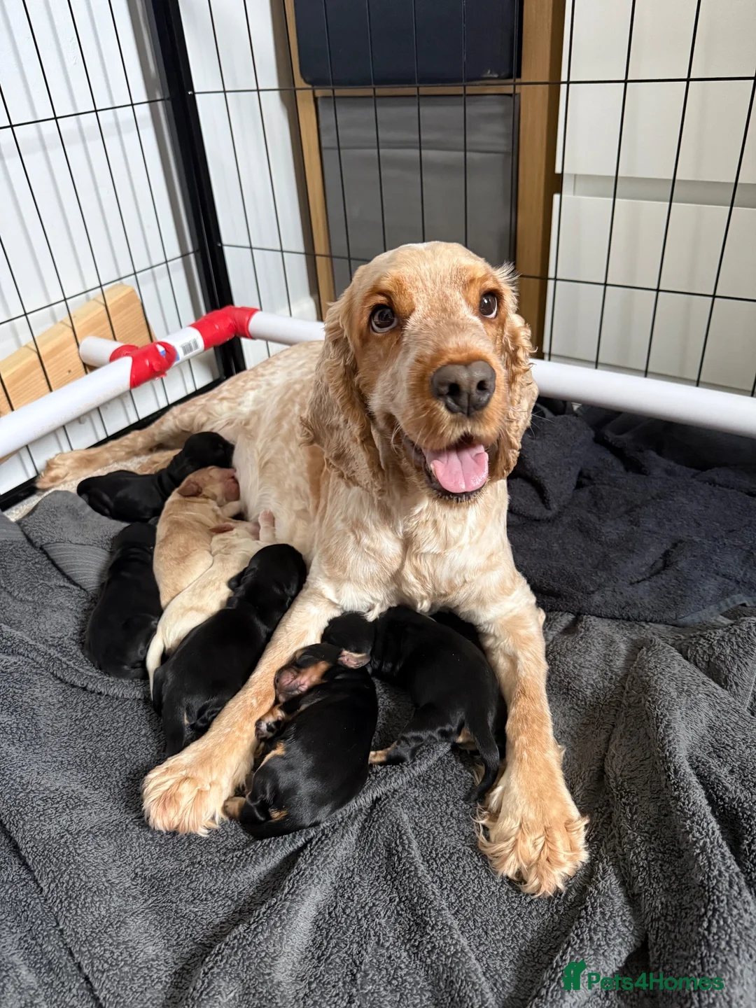 Cocker Spaniel dogs for sale: Show Cocker Spaniel Puppies in Bedford - Advert 1
