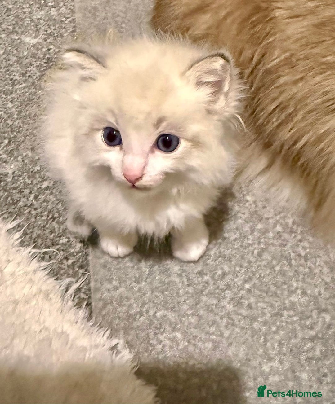 Ragdoll cats for sale: Exquisite Ragdoll Kittens Available - Advert 7