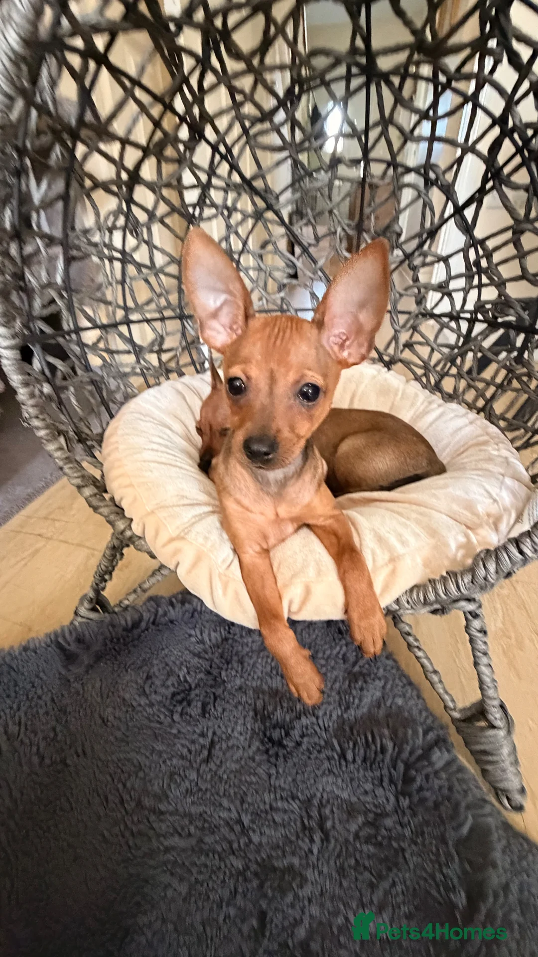 Russian Toy Terrier dogs for sale: Russian Toy Terrier - Advert 1