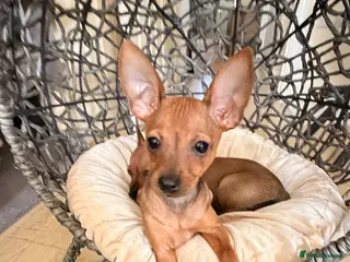 Russian Toy Terrier dogs for sale: Russian Toy Terrier - Advert 2