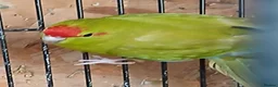 Parakeets birds for sale: Kakariki hen Cinnamon kakariki girl  - Advert 11