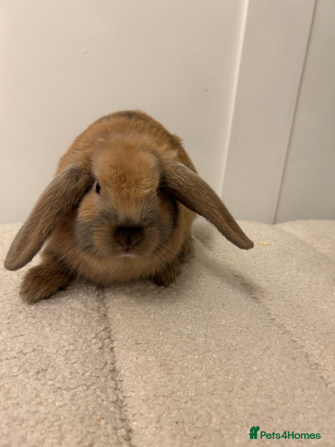 French Lop rabbits for sale: 9 week old lop bunnies . 2 boys left . - Advert 5