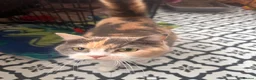 Mixed Breed cats for sale: Tabby female kitten - Advert 2