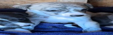 Whippet 3