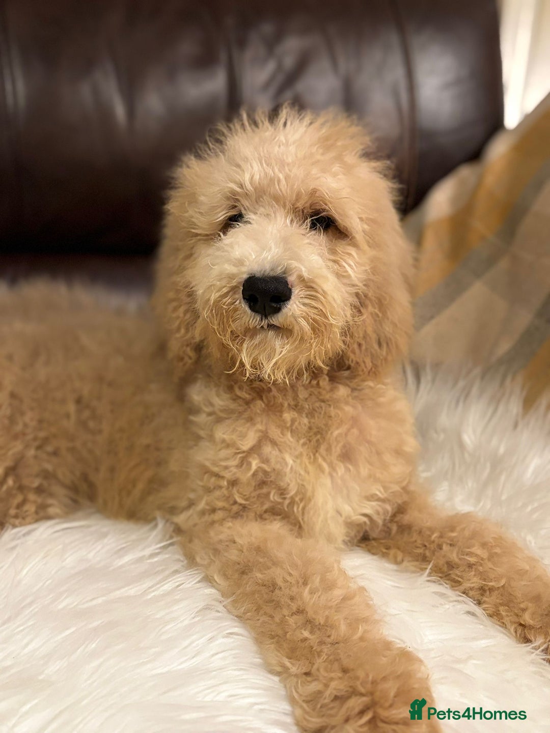 Bernedoodle dogs for sale: Ready Now Bernedoodle standard fluffy teddy bears - Advert 3