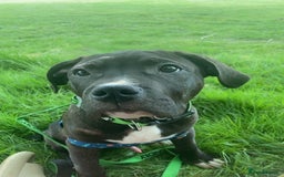 Mixed Breed dogs for sale: Randy  - Image 4