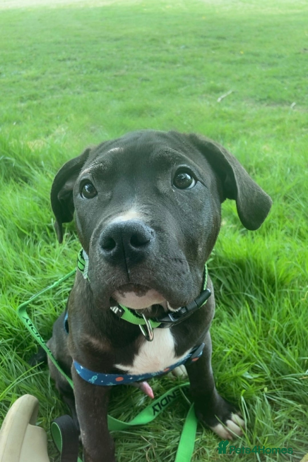 Mixed Breed dogs for sale: Randy  - Image 4