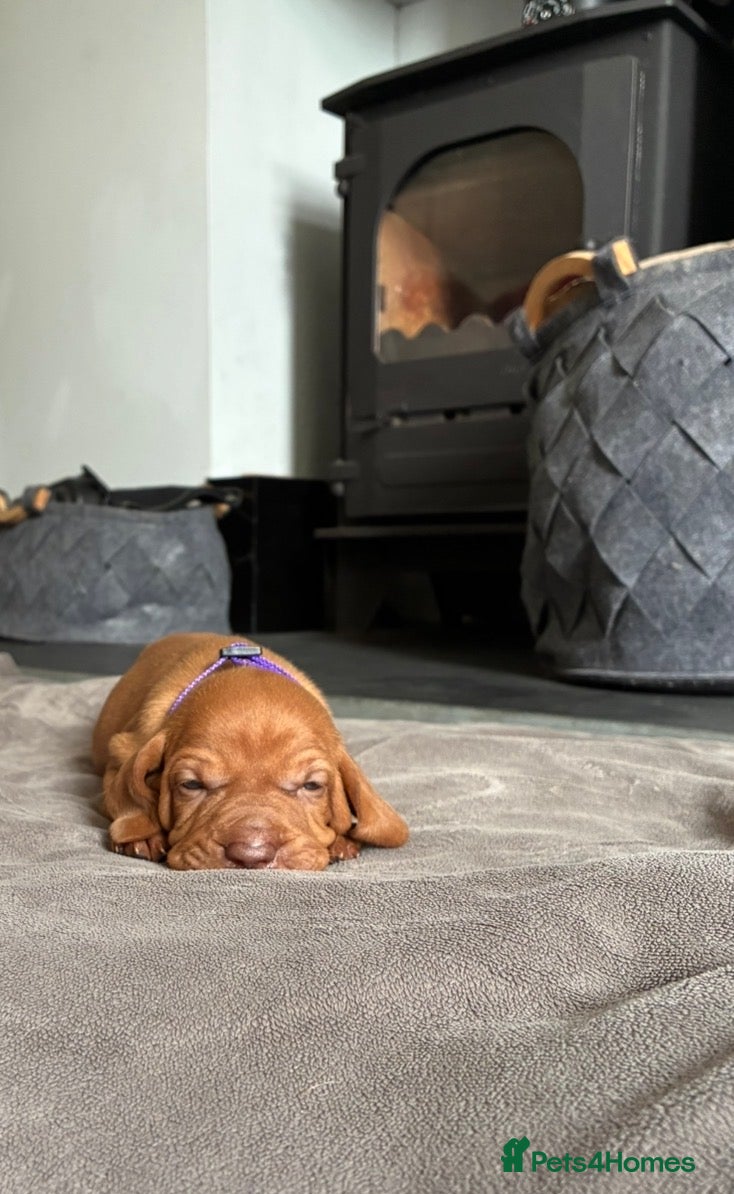 Hungarian Vizsla dogs Gwens puppies 🐾 - Advert 2