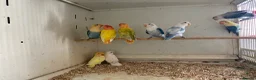 Lovebirds birds for sale: Fischer’s and peach face lovebirds young  - Advert 7