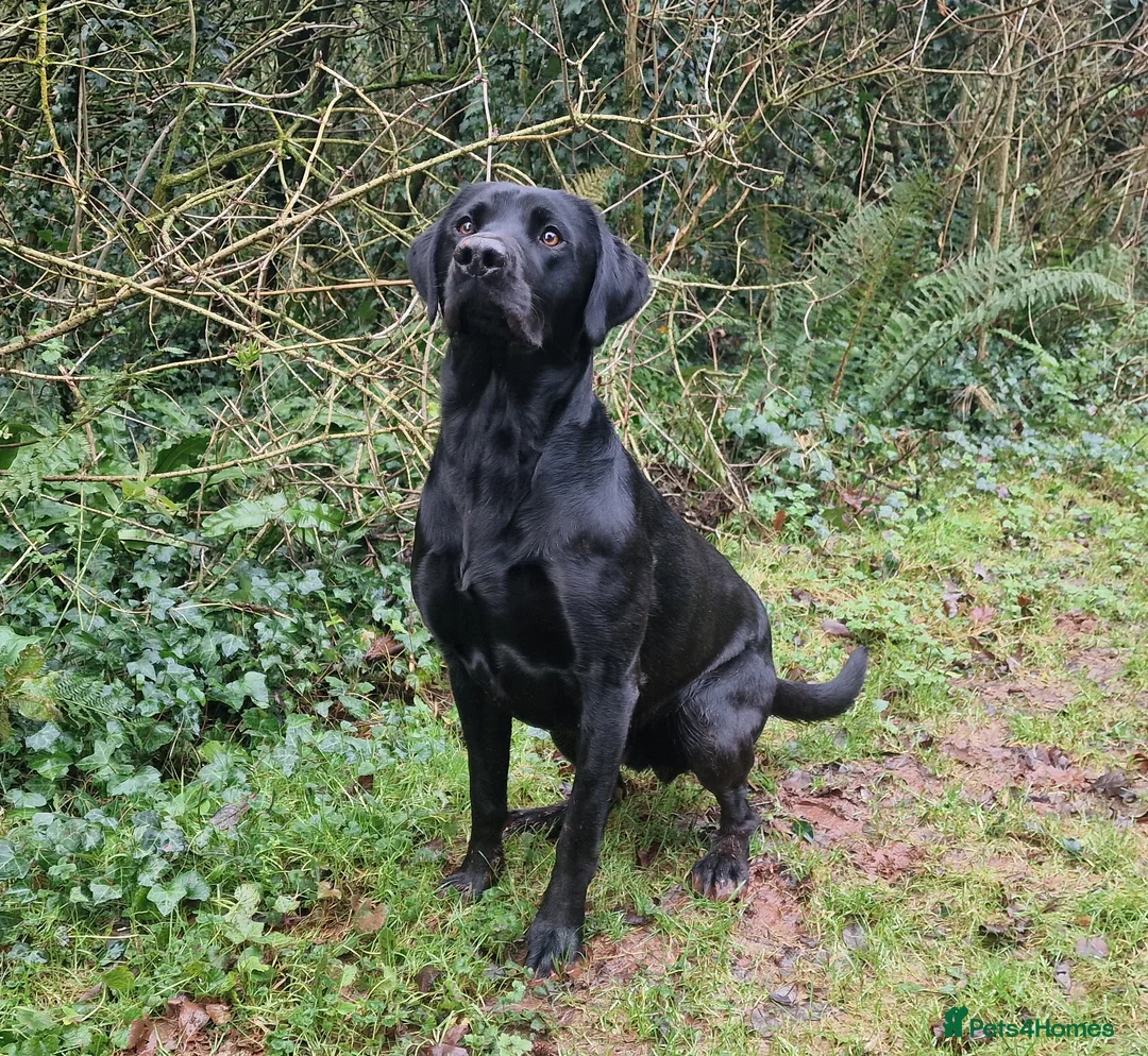 Labrador Retriever dogs for stud: KC Health Tested Labrador Stud 0/0 Hips/ Elbows - Advert 1