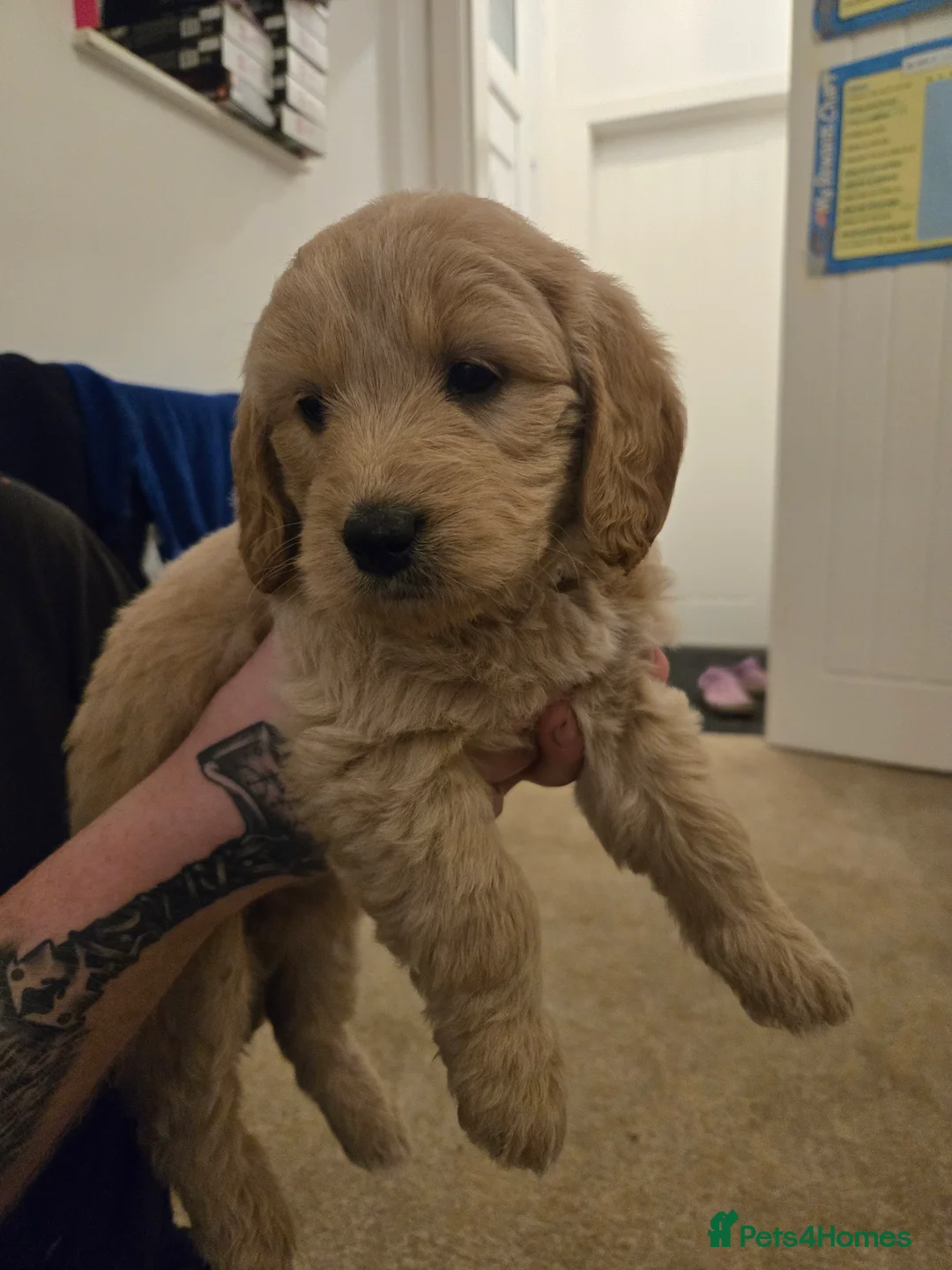 Mini Goldendoodle dogs for sale: Available from Monday  - Advert 12