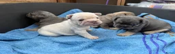 French Bulldog dogs for sale: French bulldog  in Maidstone - Advert 19