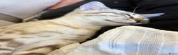 Bengal cats for sale: Beautiful TICA Registered Snow Bengal Kitten in London - Advert 4
