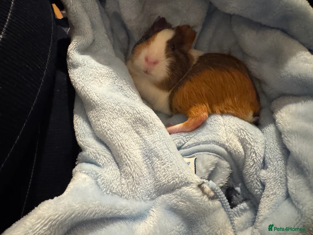 Guinea Pig rodents for sale: 2Female American Guinea Pigs incl Cage/Accesories  - Advert 7