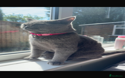 British Shorthair cats for sale: British short hair couple  - Image 2