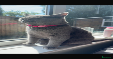 British Shorthair cats - Advert 7