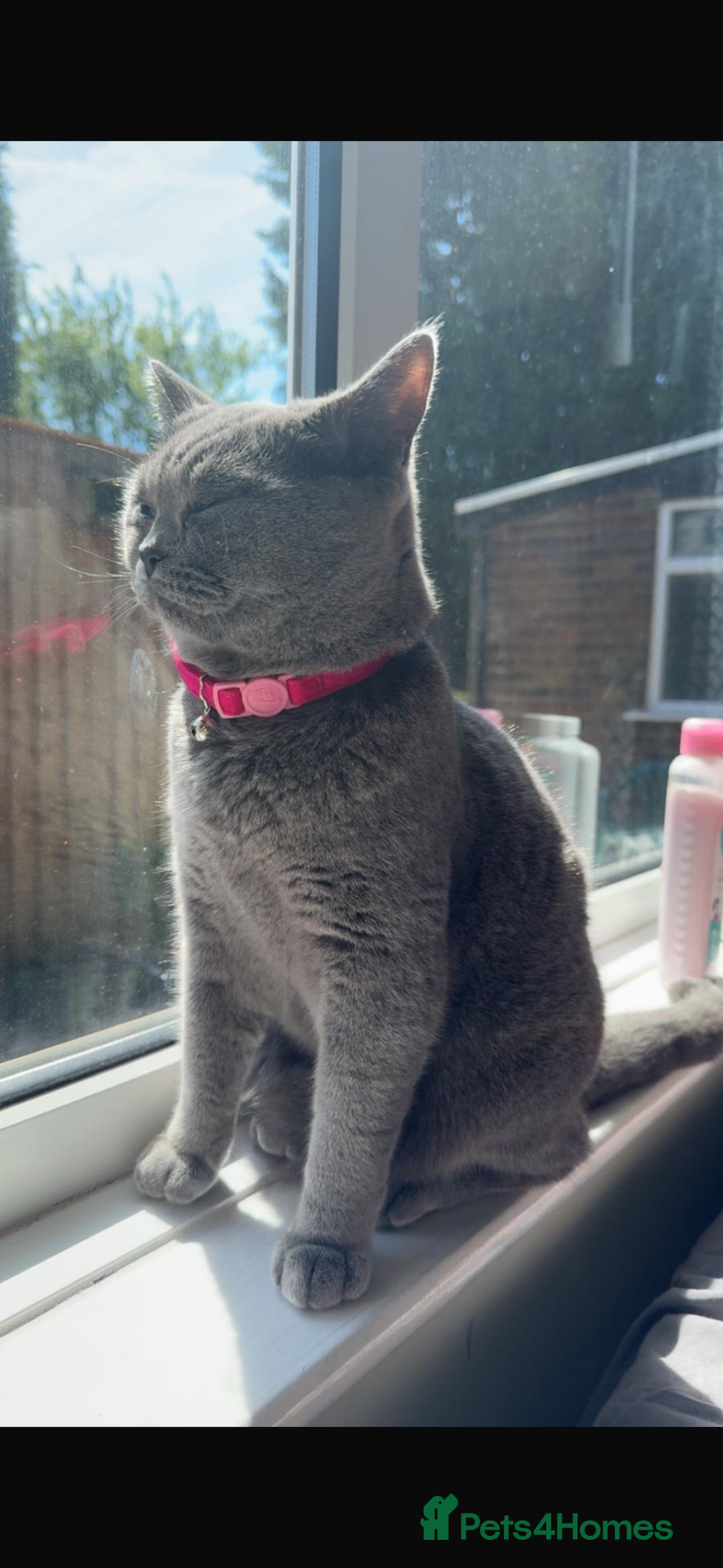 British Shorthair cats for sale: British short hair couple  - Image 2