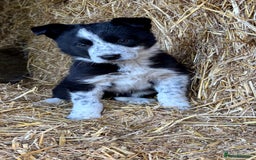 Border Collie dogs for sale: One Cheeky Boy  - Advert 1