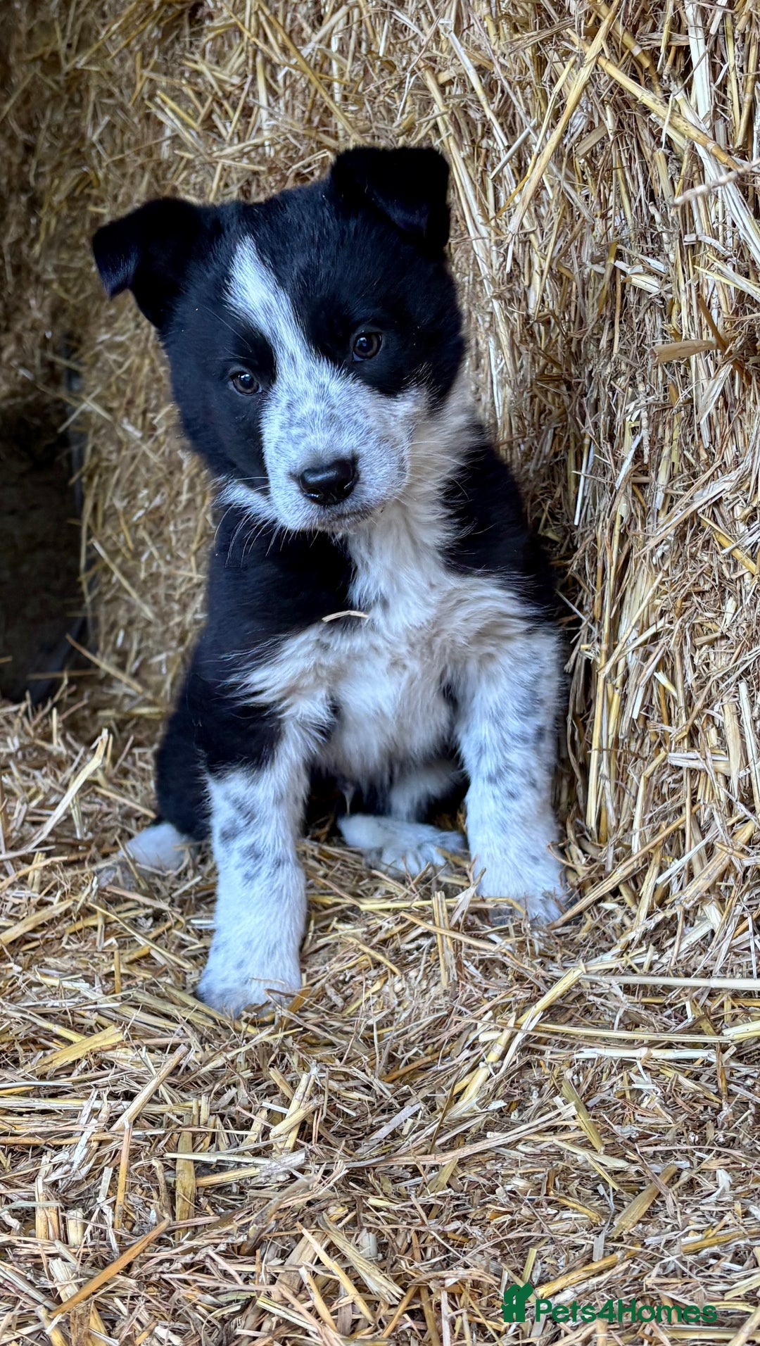 Border Collie dogs for sale: One Cheeky Boy  - Advert 1