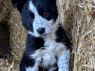 Border Collie dogs One Cheeky Boy - Advert 6