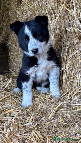 Border Collie dogs One Cheeky Boy - Advert 1