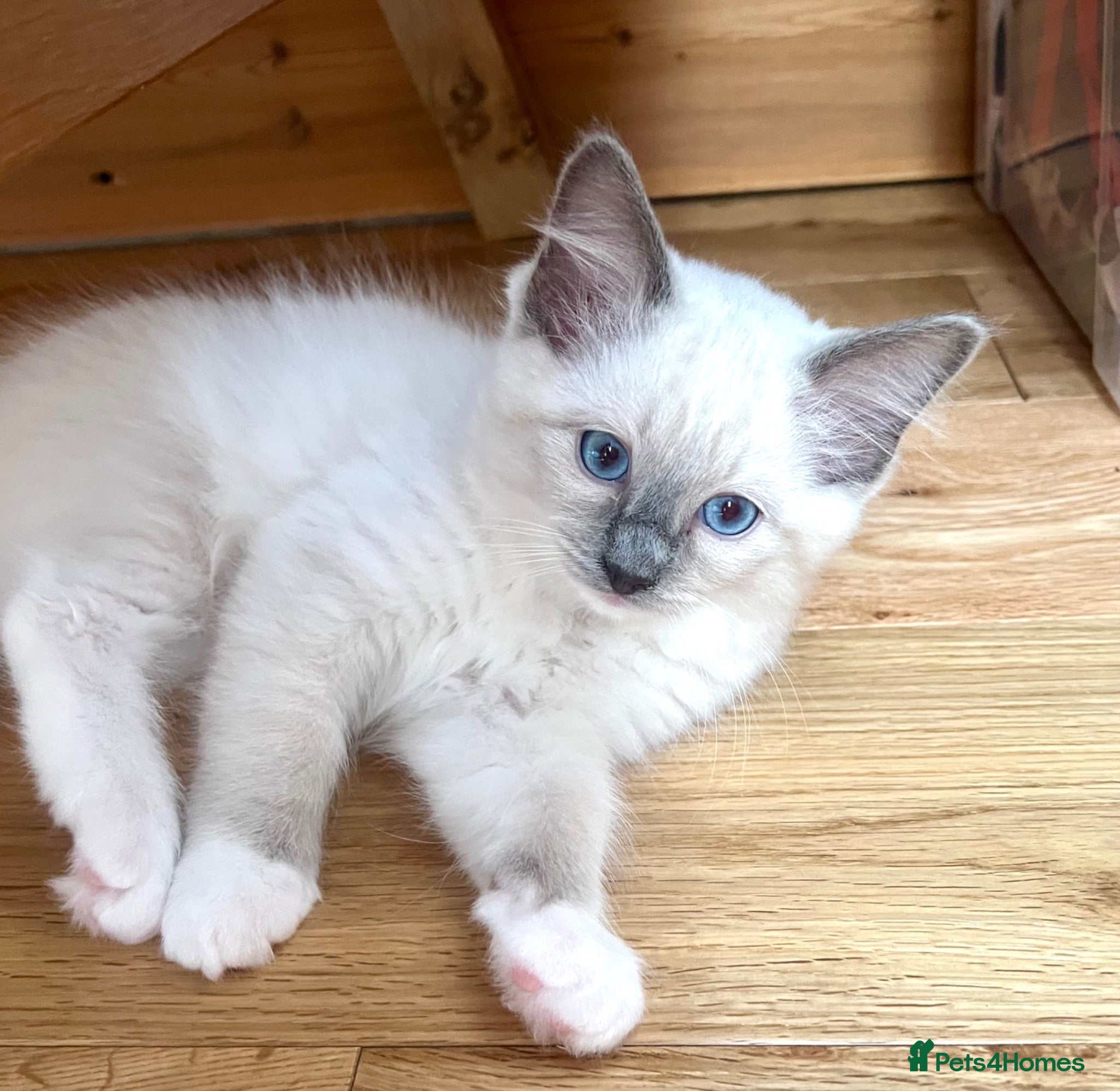 Ragdoll cats Blue pure ragdoll kittens - Advert 11