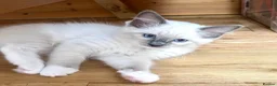 Ragdoll cats for sale: Last Blue Ragdoll kitten friendly health tested - Advert 3