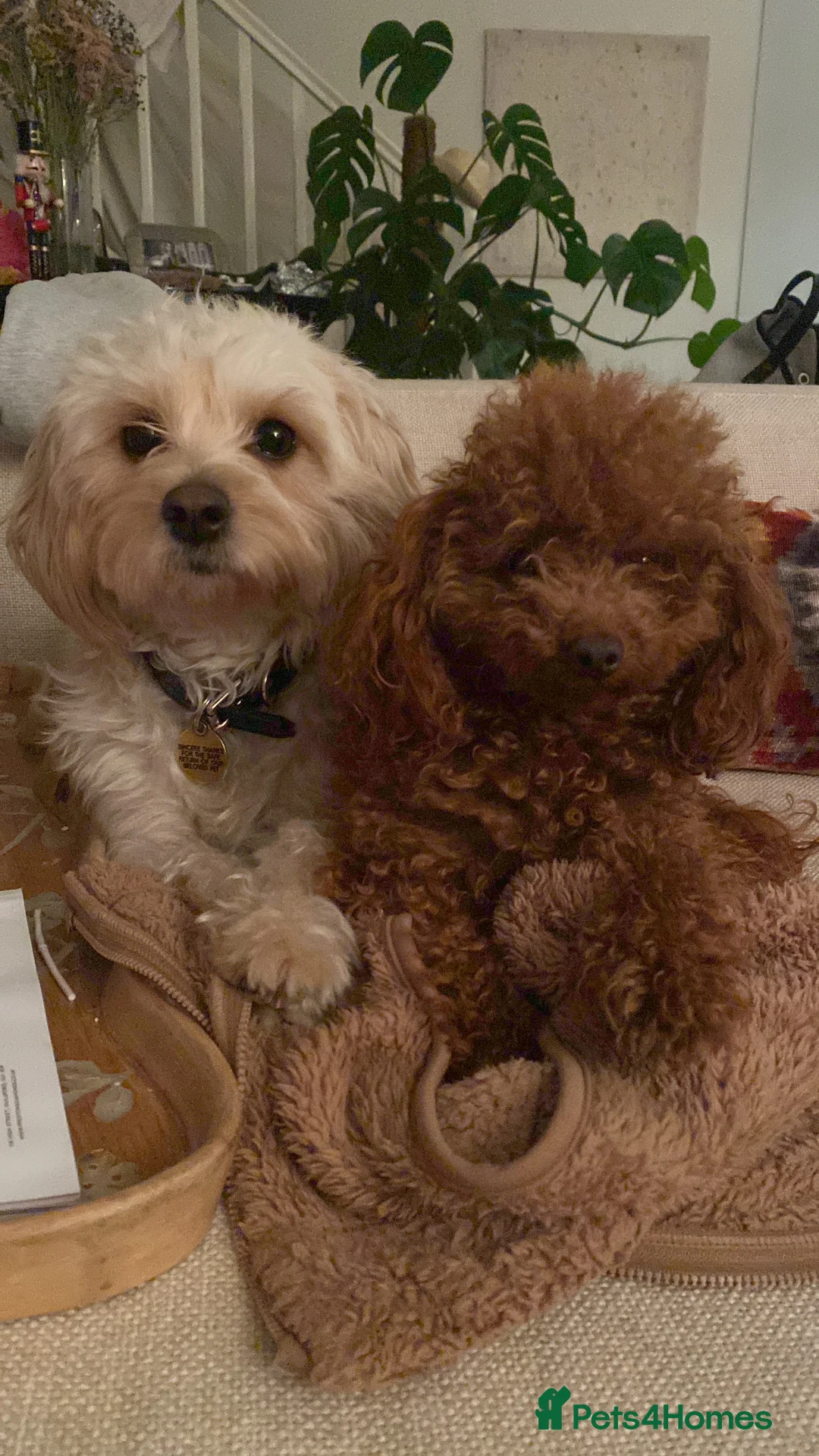 Toy Poodle dogs for sale: Stunning health tested KC registered Toy Poodle - Advert 6