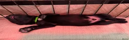 Mixed Breed dogs for sale: Tibetan Saint Puppies - 2nd Generation  - Advert 23