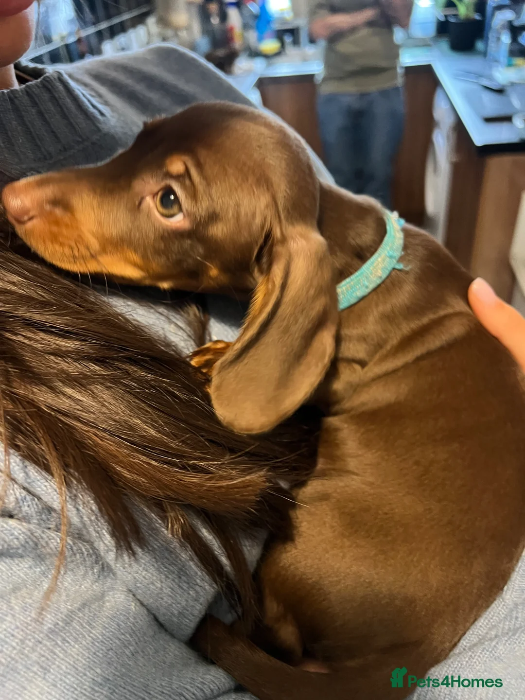 Miniature Dachshund dogs for sale: URGENT REHOMING beautiful miniature dachshund boy - Advert 7