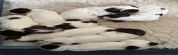 English Springer Spaniel dogs for sale: Working Pure Springer Spaniel Puppies  - Advert 11