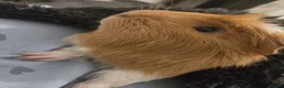 Guinea Pig rodents for sale: Duke & Patrick  in Caldicot - Advert 6