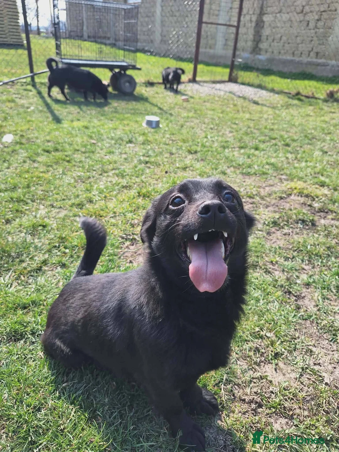 Mixed Breed dogs for adoption: Scotty for adoption in Leighton Buzzard - Advert 2