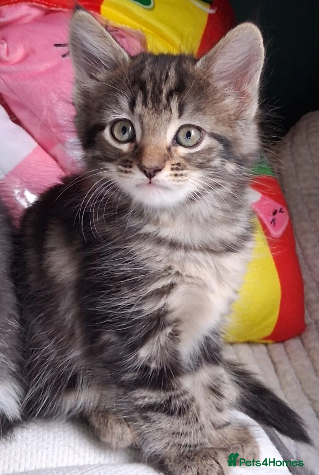 Mixed Breed cats for sale: Gorgeous mixed litter of kittens in Hatfield - Advert 2