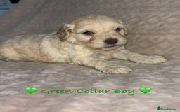 Cavapoo dogs for sale: Beautiful F1 Cavapoo Puppies  - Image 17