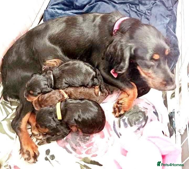 Cockapoo dogs 4 Stunning F1 Cockapoos 3 boys 1 girl - Advert 1