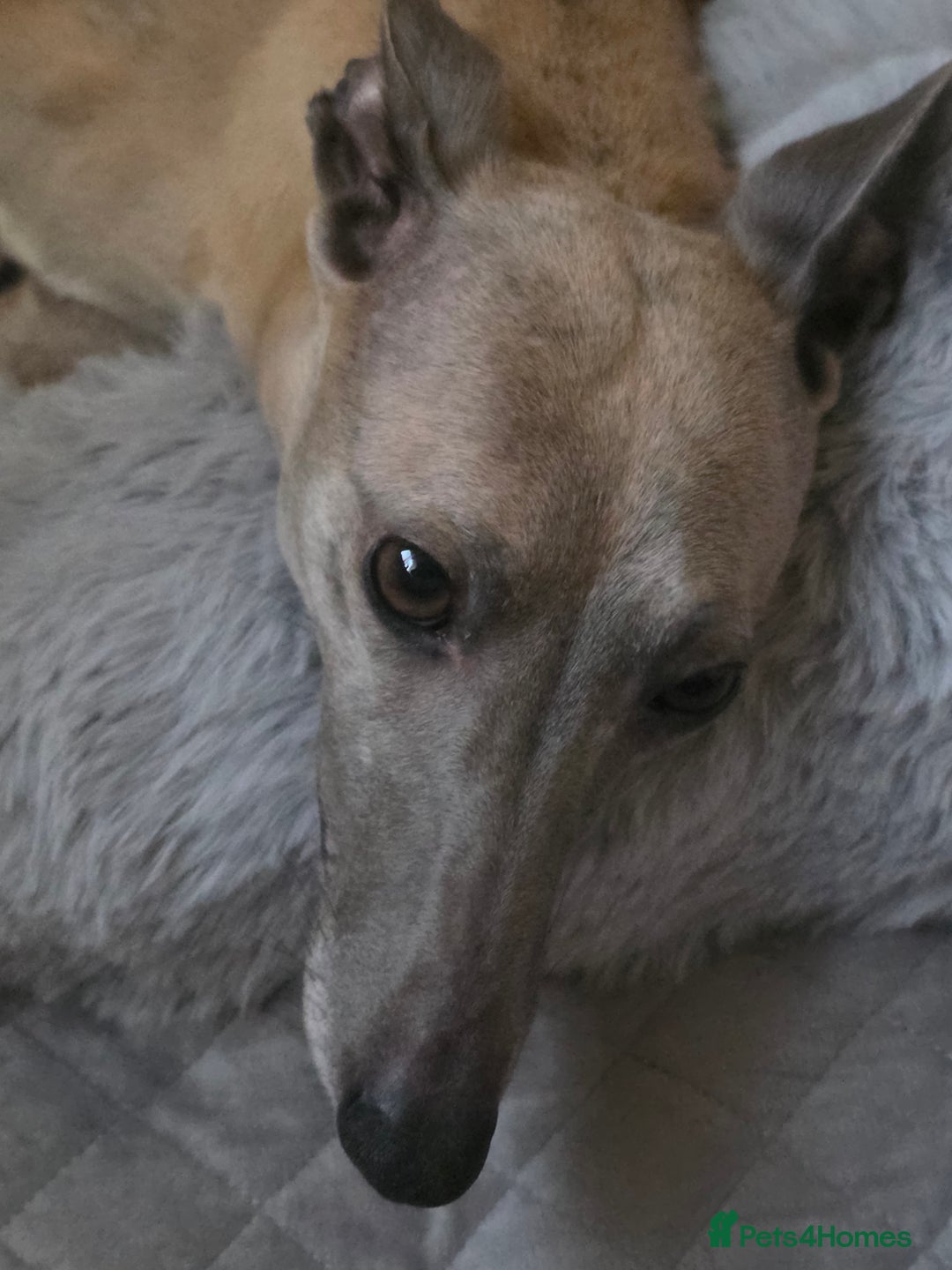 Whippet dogs for sale: Whippet pups for sale - Advert 5