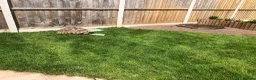 Tortoise reptiles for sale: Two sulcata tortoises - Advert 10