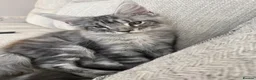Maine Coon cats for sale: Stunning kittens - Advert 8