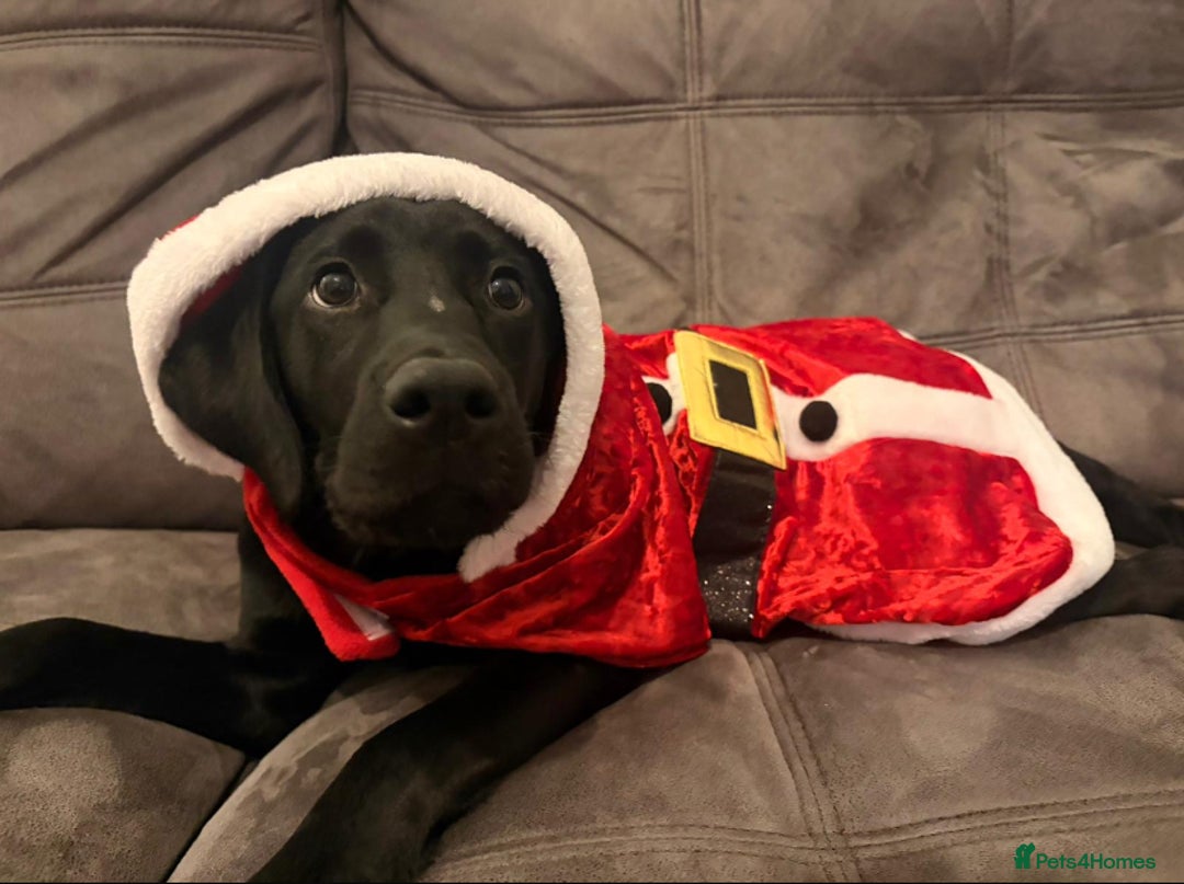 Labrador Retriever dogs for sale: Beautiful Labrador girl - Advert 3