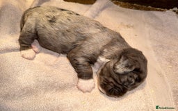 Cocker Spaniel dogs for sale: 4 cocker spaniel Merle pups - Image 5