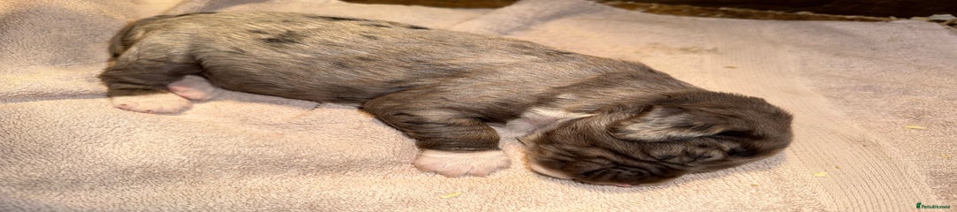 Blue Merle bitch 