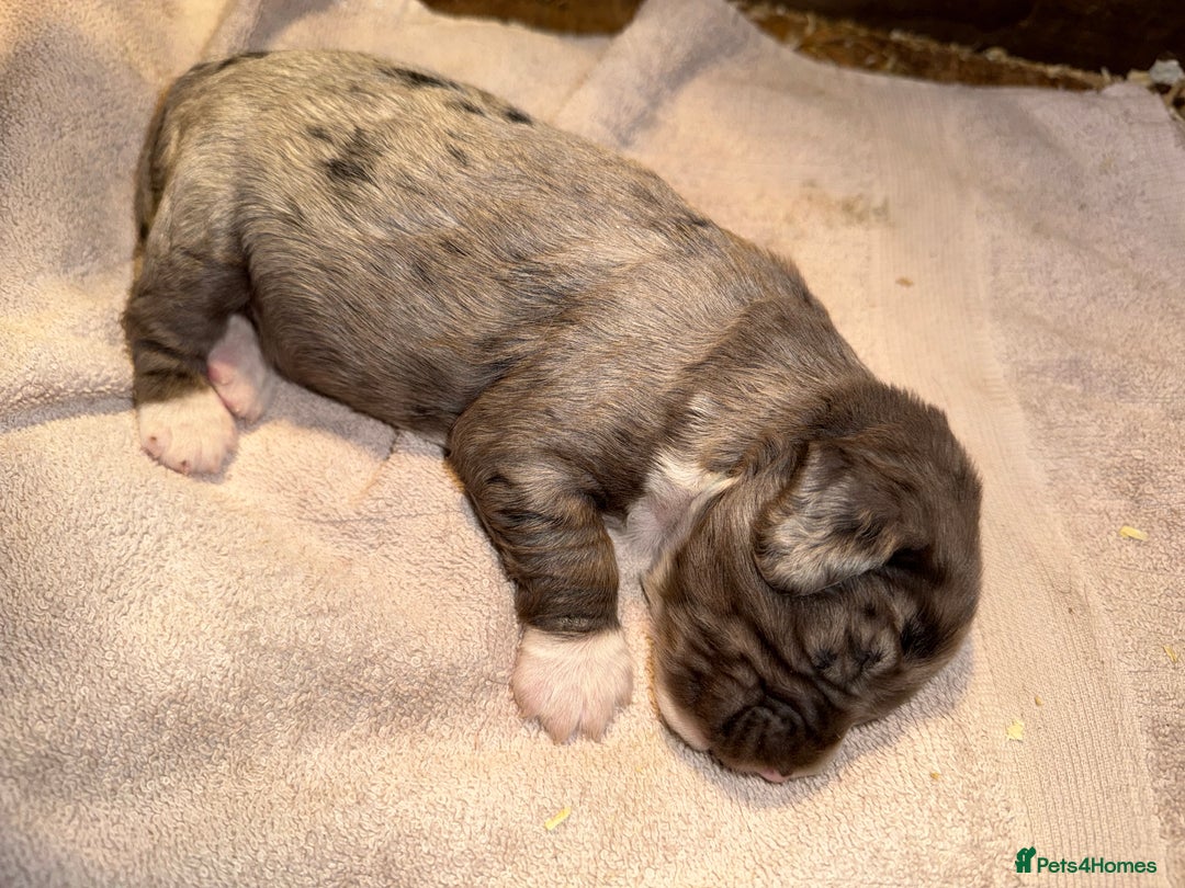 Cocker Spaniel dogs for sale: 4 cocker spaniel Merle pups - Image 5