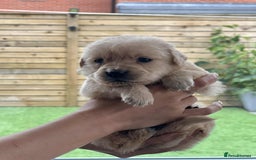 Golden Retriever dogs for sale: Golden Retriever Puppies. Health tested parents. - Image 15