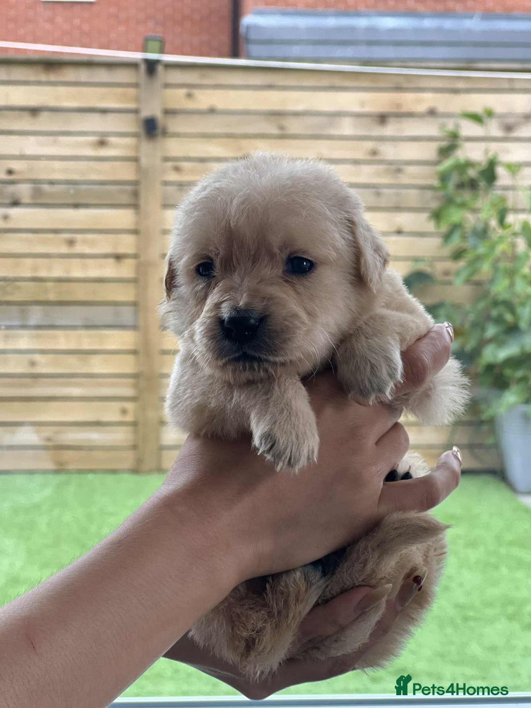 Golden Retriever dogs for sale: Golden Retriever Puppies. Health tested parents. - Image 15