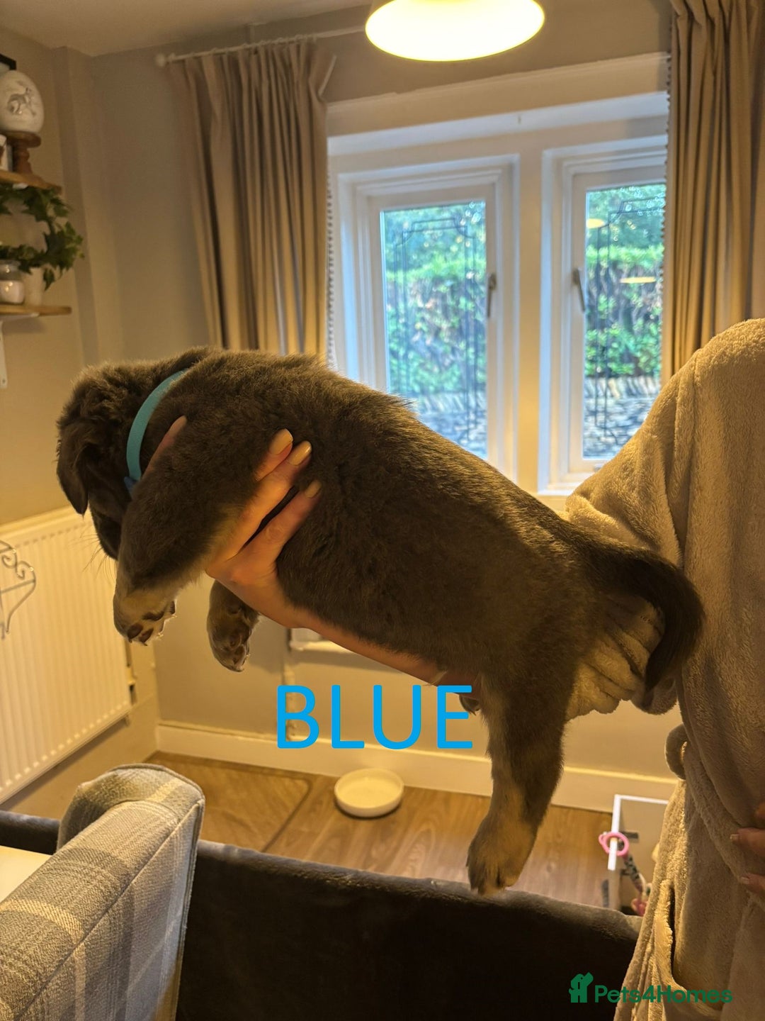 Olde English Bulldogge dogs for sale: Playful OEB Puppies  - Image 5