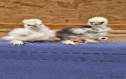 Chickens poultry for sale: Day old Silkies and quail chicks - Image 3