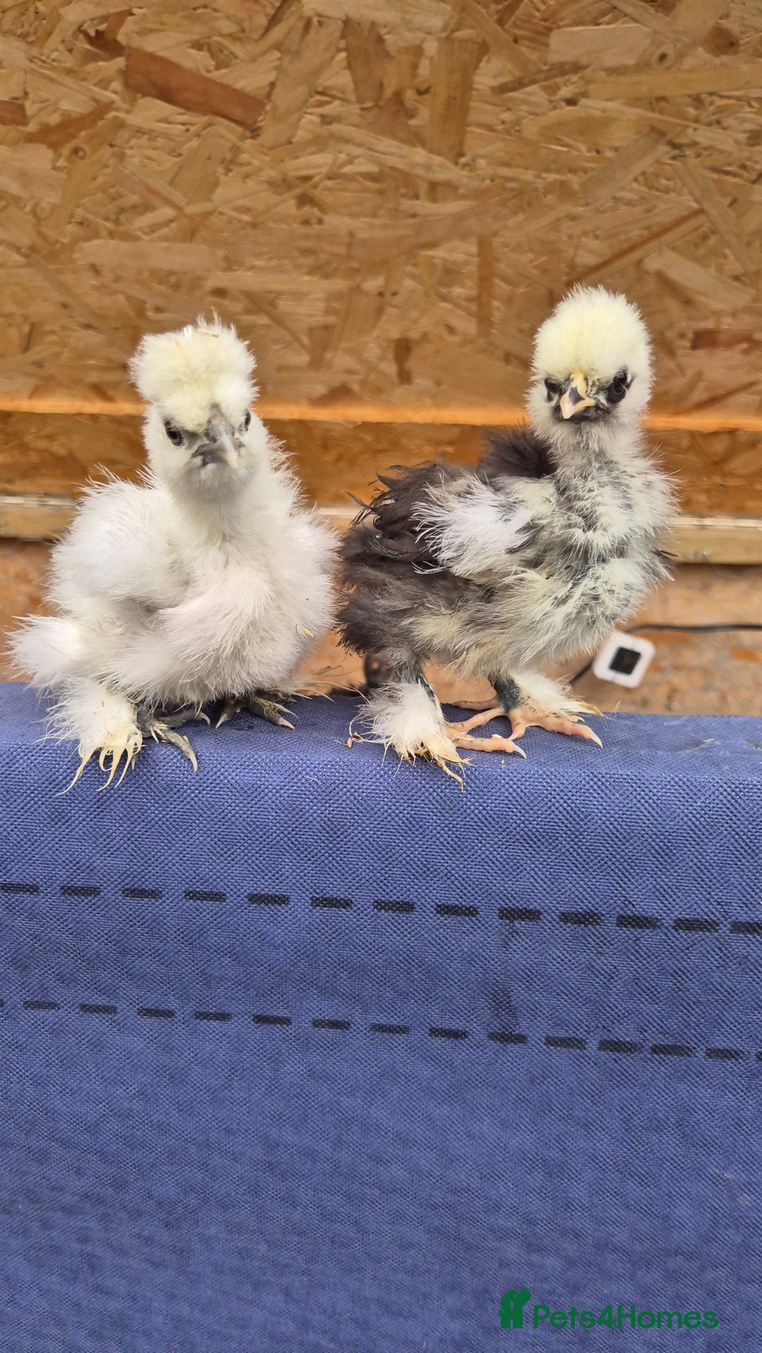 Chickens poultry for sale: Day old Silkies and quail chicks - Image 3