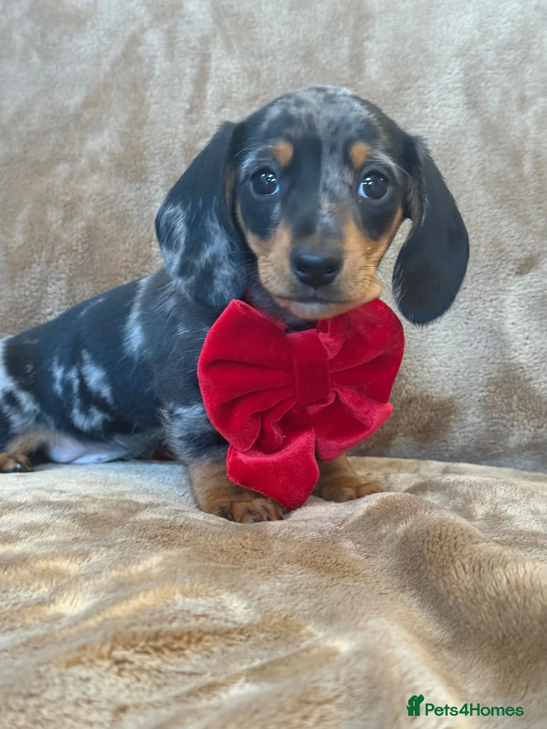 Miniature Dachshund dogs for sale: KC Reg TINY Miniatures from Kaninchen parents  - Advert 4